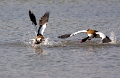 Bergeenden (male)